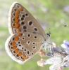Polyommatus icarus Polyommatus icarus