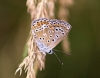 Polyommatus icarus