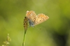 Polyommatus icarus