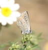 Polyommatus icarus