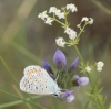 Polyommatus icarus