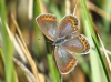 Polyommatus icarus