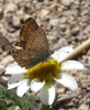 Polyommatus icarus
