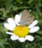 Polyommatus icarus