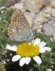 Polyommatus icarus