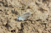 Polyommatus icarus