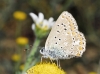 Polyommatus icarus