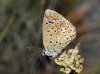 Polyommatus icarus