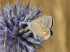 Polyommatus icarus