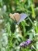 Polyommatus icarus
