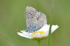 Polyommatus icarus