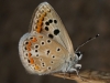 Polyommatus nivescens Polyommatus nivescens