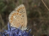 Polyommatus thersites