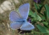 Polyommatus thersites