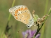 Polyommatus thersites