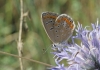 Polyommatus thersites