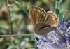 Polyommatus thersites