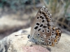 Polyommatus albicans