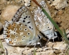 Polyommatus albicans Polyommatus albicans