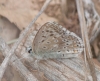 Polyommatus albicans