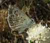 Polyommatus albicans