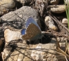 Polyommatus bellargus