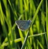 Polyommatus cf. thersites