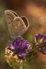 Polyommatus dorylas
