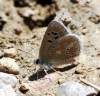 Polyommatus dorylas