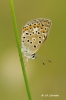 Polyommatus escheri