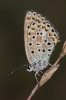 Polyommatus escheri
