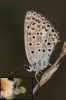 Polyommatus escheri