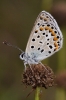 Polyommatus escheri