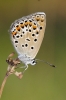 Polyommatus escheri