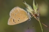 Polyommatus fabressei