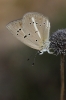 Polyommatus fabressei