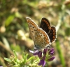 Polyommatus icarus