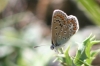 Polyommatus icarus
