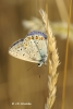 Polyommatus icarus