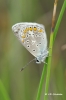 Polyommatus icarus