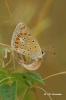 Polyommatus icarus