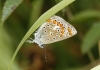 Polyommatus icarus