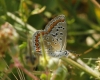 Polyommatus icarus