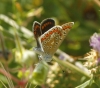Polyommatus icarus