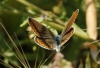 Polyommatus icarus