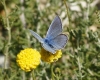 Polyommatus icarus