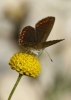 Polyommatus icarus