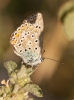 Polyommatus icarus
