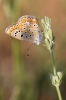 Polyommatus icarus