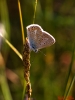 Polyommatus icarus